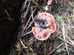 Hydnellum peckii