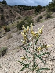 Mentzelia multiflora