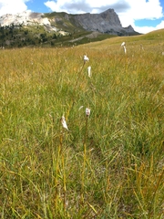 Eriophorum