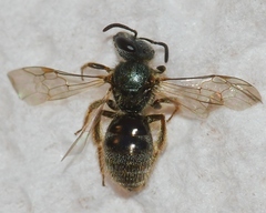 Lasioglossum bruneri