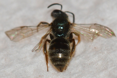 Lasioglossum bruneri