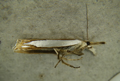 Crambus watsonellus