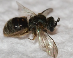 Lasioglossum bruneri