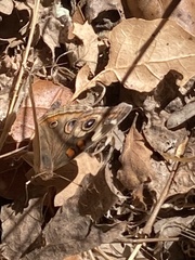 Junonia grisea