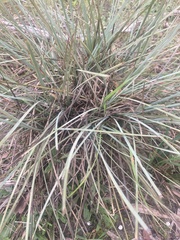 Lomandra effusa