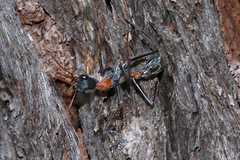 Myrmecia nigrocincta