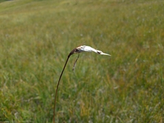 Eriophorum