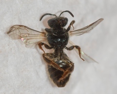 Lasioglossum bruneri
