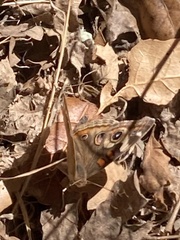 Junonia grisea