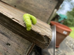Ceratomia undulosa