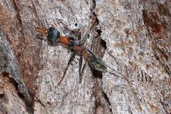Myrmecia nigrocincta