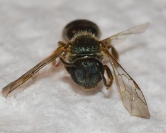 Lasioglossum bruneri