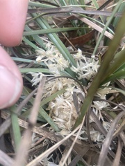 Lomandra effusa