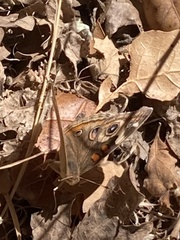 Junonia grisea