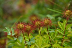 Acaena ovalifolia