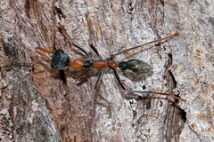 Myrmecia nigrocincta