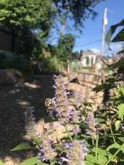 Anthidium manicatum