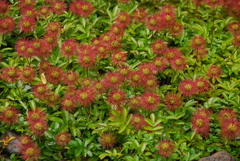 Acaena ovalifolia