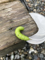 Ceratomia undulosa
