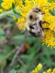Bombus