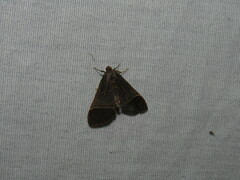 Hypsopygia