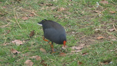 Gallinula tenebrosa