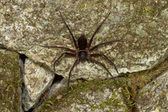 Heteropoda