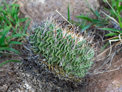 Echinofossulocactus phyllacanthus