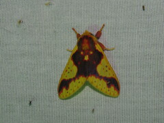 Symphlebia