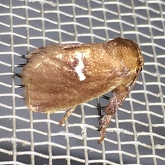 Monoleuca semifascia