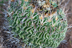 Echinofossulocactus phyllacanthus
