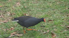 Gallinula tenebrosa