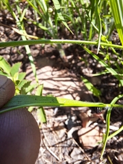 Dichanthelium perlongum