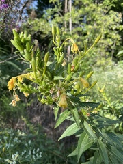 Oenothera biennis