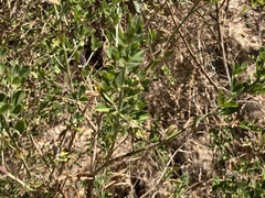 Genista monspessulana