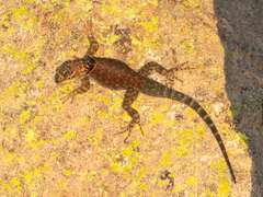 Sceloporus minor