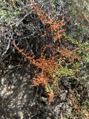 Adenostoma fasciculatum