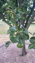 Pyrus calleryana