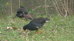 Gallinula tenebrosa