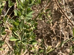 Genista monspessulana