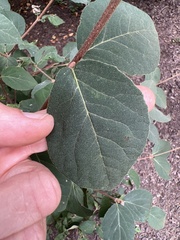 Dirca palustris