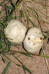 Calvatia cyathiformis