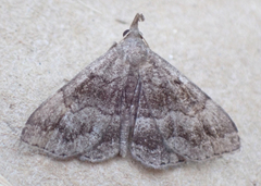 Phalaenostola larentioides