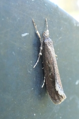 Atomotricha