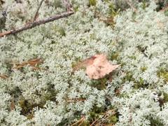 Cladonia rangiferina