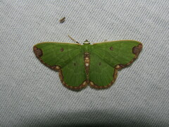 Synchlora