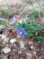 Anagallis