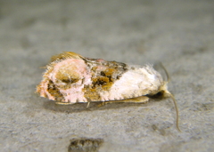 Cochylis