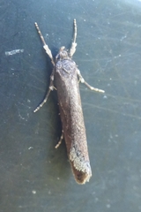 Atomotricha