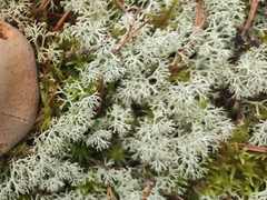 Cladonia rangiferina